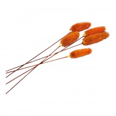 flori naturale stabilizate, dipsacus scai, 5 fire, 50 cm, portocaliu